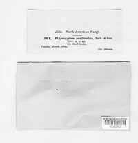 Annulohypoxylon thouarsianum image